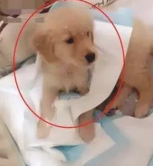 网上购物了一只金毛犬,快递公司进家时主人家笑出鼻涕泡 网上购物了一只金毛犬,快递公司进家时主人家笑出鼻涕泡