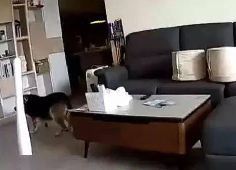 8岁狗狗地震独自在家,第一反应是去主人屋子,最终滞销品了 8岁狗狗地震独自在家,第一反应是去主人屋子,最终滞销品了