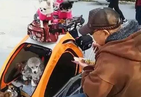 老大爷把十只狗狗当做小孩养,常常带出去玩,讨人喜欢样子惹看热闹