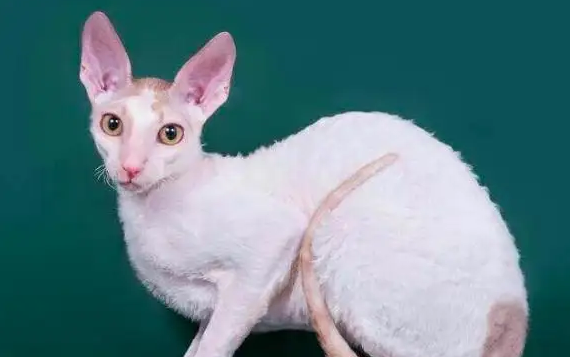 猫咪骨折能自愈吗