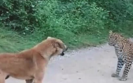 狗狗和豹子打了一架了,它公平正义很突显:它是一件非常值得自豪的事儿! 狗狗和豹子打了一架了,它公平正义很突显:它是一件非常值得自豪的事儿!