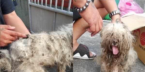 遭繁殖场丢弃的玛尔济斯犬四周流浪屎尿覆盖全身 遭繁殖场丢弃的玛尔济斯犬四周流浪屎尿覆盖全身