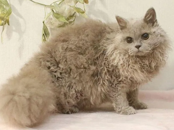 斯可可猫会掉毛吗？作为主人一定要知道！