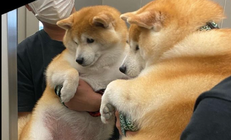 主人家怀着柴犬照镜子,它自身要不来了:只需我不看,我就不胖! 主人家怀着柴犬照镜子,它自身要不来了:只需我不看,我就不胖!