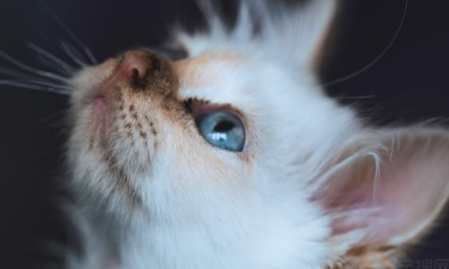 法国一宠物猫历经13个月，终于找到主人