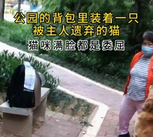 猫包里装着50块钱和一张纸条的宠物猫，网友看完后无言以对