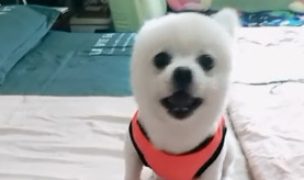 狗狗为了更好地从床边下来,瘋狂召唤主人,见主人没理发火耍起狠来 狗狗为了更好地从床边下来,瘋狂召唤主人,见主人没理发火耍起狠来