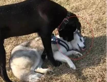 哈士奇遇到猛犬卡斯罗,立即倒下认怂的模样太萌了 哈士奇遇到猛犬卡斯罗,立即倒下认怂的模样太萌了
