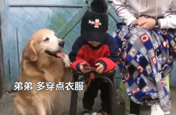 金毛对小主人太好，当男主人打他的情况下它为了更好地维护保养小主人干了这件事情，好感动