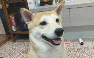 本来是柴犬却被误以为秋田，仅因奶奶怕它饿