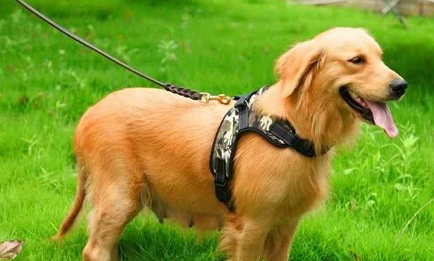 国庆带爱犬自驾游,6件物品别忘带,让你安稳享受美好假期! 国庆带爱犬自驾游,6件物品别忘带,让你安稳享受美好假期!