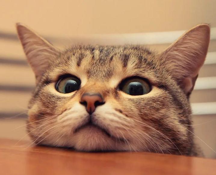 猫需不需要陪伴
