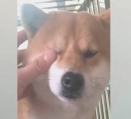 小狗被骂到流泪，主人立刻变为宽慰，不断帮抹泪水！