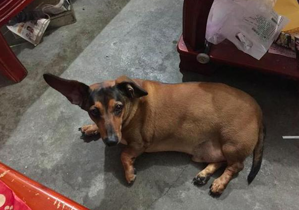 腊肠犬吃得过胖，长恶性肿瘤主人也没发觉，看它离去也释怀了：解脱了