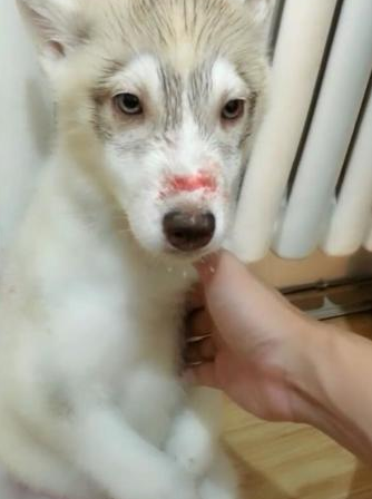 二哈出来打架输掉,觉得丢狗脸,鼻部负伤还被主人连番空袭 二哈出来打架输掉,觉得丢狗脸,鼻部负伤还被主人连番空袭