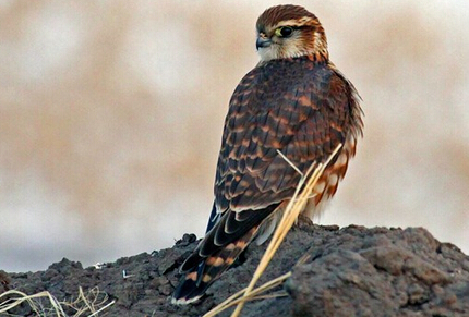 黄鹰特点是什么-黄鹰多少钱一只-黄鹰认主人吗_问答