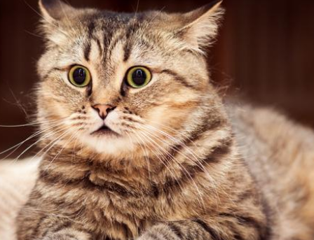 猫维生素b过量会有什么症状