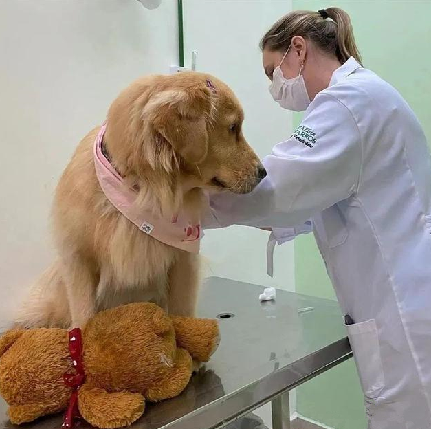 狗狗去医院打针，却发觉控制不住自身的腿：莫名其妙了解是怎么回事？