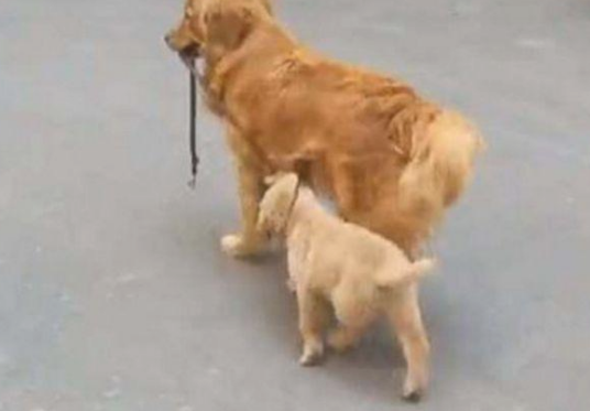 女主人要去买菜,金毛妈妈竟托着小孩去协助,主人看过啼笑皆非! 女主人要去买菜,金毛妈妈竟托着小孩去协助,主人看过啼笑皆非!