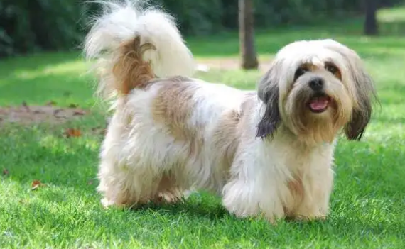 拉萨犬毛发怎样修理才好看?方法就在这里! 拉萨犬毛发怎样修理才好看?方法就在这里!