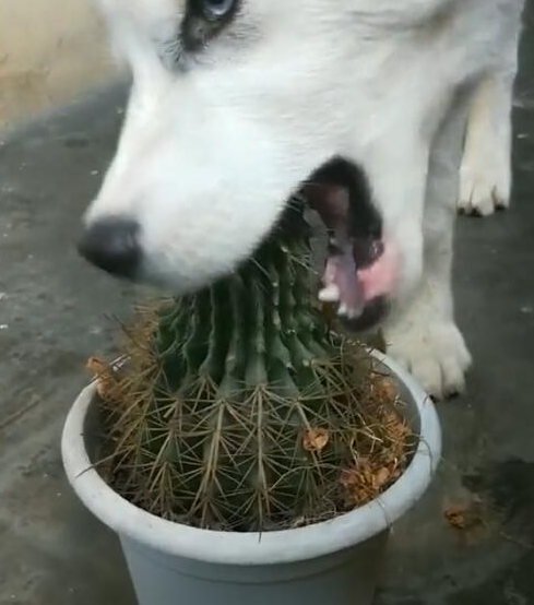 哈士奇把仙人掌当食材,用嘴啃仙人掌,场景令人很戳心! 哈士奇把仙人掌当食材,用嘴啃仙人掌,场景令人很戳心!