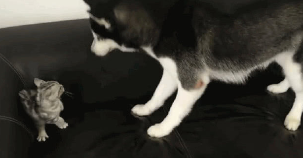二哈想与奶猫玩乐，不愿却遭猫妈暴打，二哈：就玩一会嘛