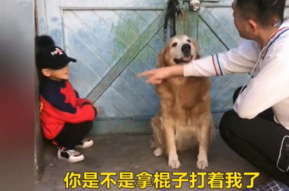 金毛对小主人太好,当男主人打他的情况下它为了更好地维护保养小主人干了这件事情,好感动 金毛对小主人太好,当男主人打他的情况下它为了更好地维护保养小主人干了这件事情,好感动