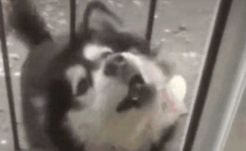 一进门处就听见狗子的惨叫，本认为出了什么事，见到狗子却差点儿笑喷
