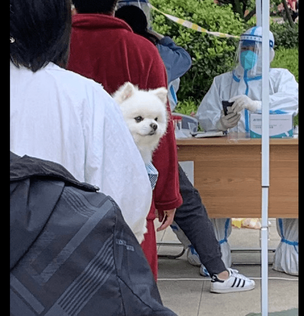 女孩带上狗狗一起来做核酸检测,它看上去很开心:总算可以下楼梯了 女孩带上狗狗一起来做核酸检测,它看上去很开心:总算可以下楼梯了