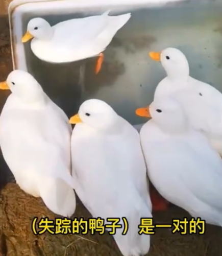 不知味道咋样！浙江一男子丢失宠物鸭报警，得知价格后民警被吓到