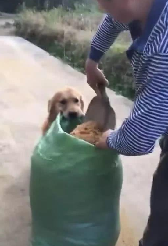 金毛送至乡下生活，半途主人接到相片