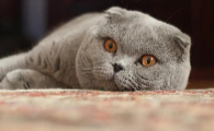二个月的小猫胡须自断是正常现象吗