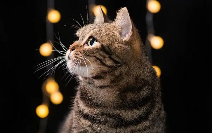 猫声音沙哑又呕吐是是什么原因