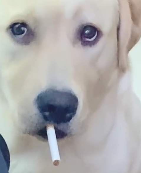 主人家在抽烟,狗狗看过也要来一根,给它后一脸疑惑表情:不能吃? 主人家在抽烟,狗狗看过也要来一根,给它后一脸疑惑表情:不能吃?