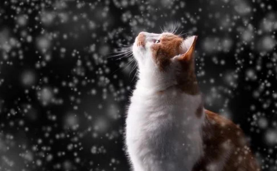 猫咪的眼睛红肿睁不开是怎么回事 猫咪的眼睛红肿睁不开是怎么回事