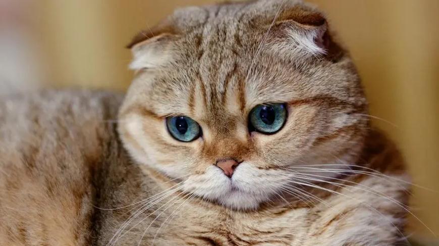 猫吃东西牙齿响是为什么