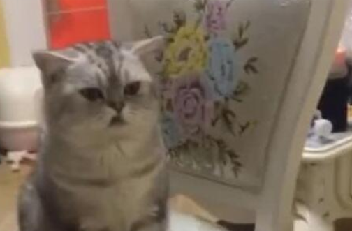 男子正在抚摸小奶猫,身旁传来不屑的眼神,家猫:喜新厌旧的男人