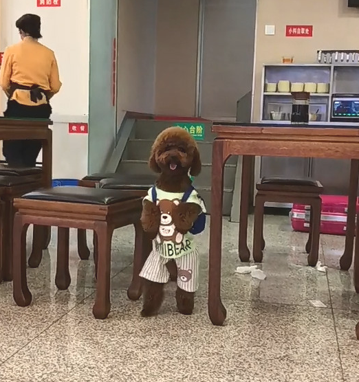 小泰迪和主人家餐饮店就餐,寻找女服务员想点单,恶搞行为令人笑尿 小泰迪和主人家餐饮店就餐,寻找女服务员想点单,恶搞行为令人笑尿