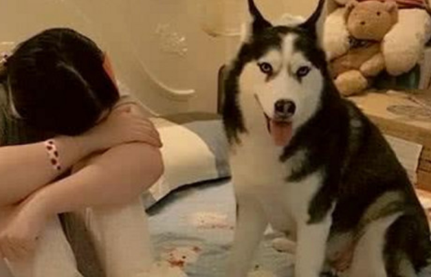 女生装作抽泣观察二哈,想不到金毛那样宽慰主人,害女生确实哭惨了 女生装作抽泣观察二哈,想不到金毛那样宽慰主人,害女生确实哭惨了