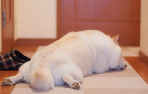 主人家骗柴犬来到医院,回家它就趴在地上生气:別想要我再理你! 主人家骗柴犬来到医院,回家它就趴在地上生气:別想要我再理你!
