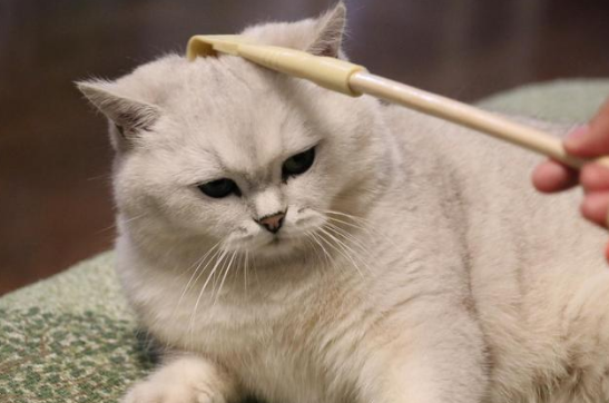 拒绝踩坑，谁是猫粮性价比之王？Instinct百利了解一下