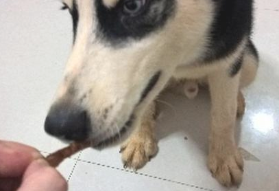 吃辣条被二哈抓包,善心喂了它一口,没想到却一发一发不可收拾! 吃辣条被二哈抓包,善心喂了它一口,没想到却一发一发不可收拾!