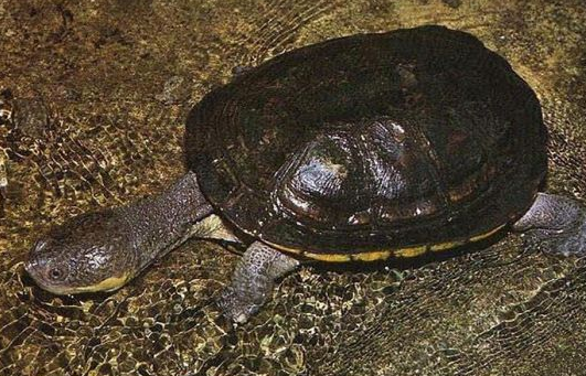 南美蛇颈龟喜欢什么样的生活环境？不清楚的快来看看！