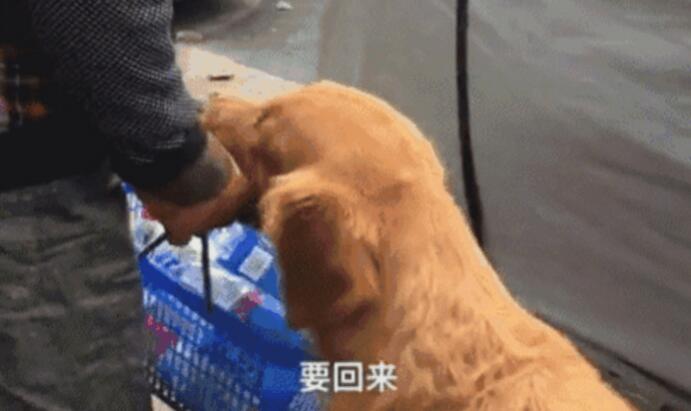流浪狗狗被女人收留后,掌门人搜集废瓶维持生计 流浪狗狗被女人收留后,掌门人搜集废瓶维持生计