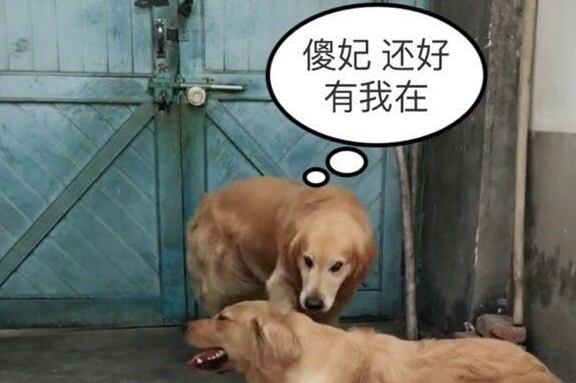 金毛听闻主人要把自己媳妇卖了,居然发生了这一幕! 金毛听闻主人要把自己媳妇卖了,居然发生了这一幕!