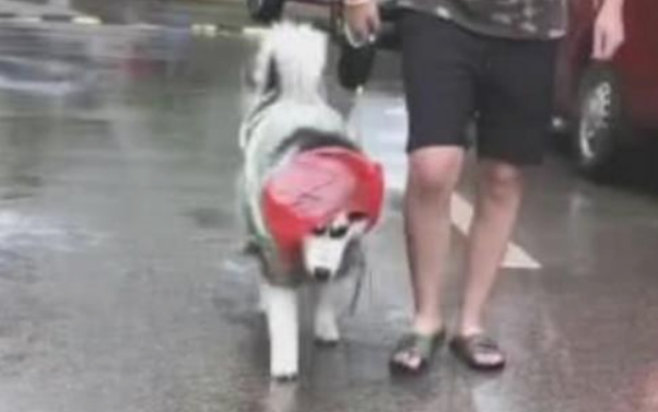 雨天的小狗造型,而二哈还是那麼吸引人的目光,果真不同寻常! 雨天的小狗造型,而二哈还是那麼吸引人的目光,果真不同寻常!