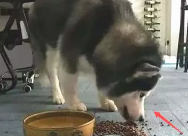 主人踢倒二哈的犬粮，狗狗龇牙大吼，下一秒的行为令人笑喷了