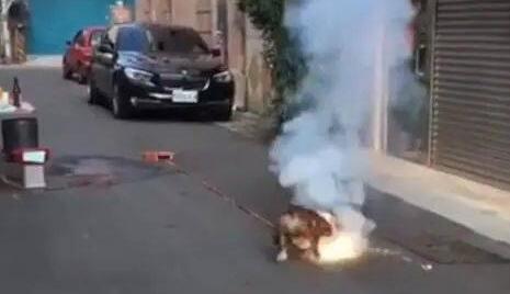 狗狗踩已经点燃的爆竹，狗狗：谁跟我抢跟谁急！