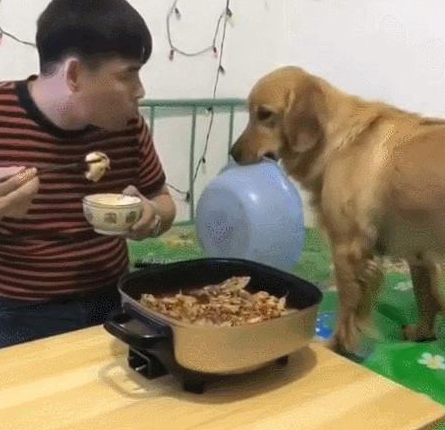 小伙只图自身吃肉无视金毛，下面产生的这一幕却使他愣住了