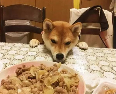 主人带狗狗出门聚会，以便桌子的饭食，即使脸形变了狗狗也罢拼